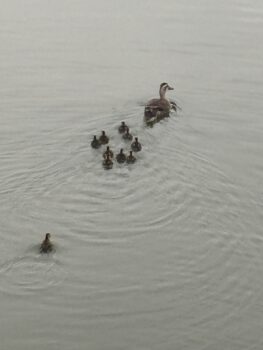 【カルガモ】はじめての水中散歩？