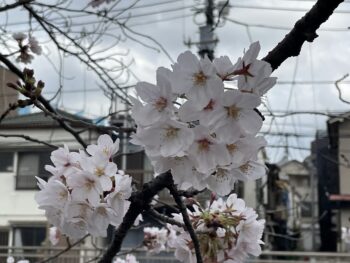 今年の「 桜 」