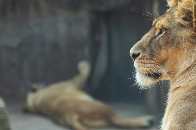 今日は、『世界動物の日』