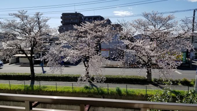 コロナ騒動の中　咲く「桜」