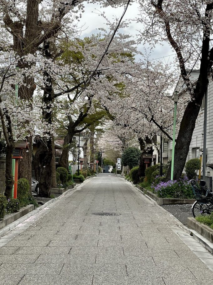 『桜』のちから