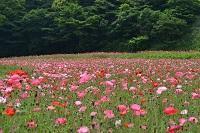 くりはま花の国