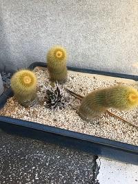 植物だって